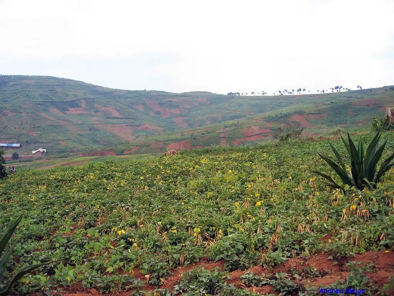 Sfondi Africa Butembo-Beni (15)_ridimensionare.jpg